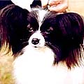 JKC.CH.PIASU OF PRINCESS FANTASY JP